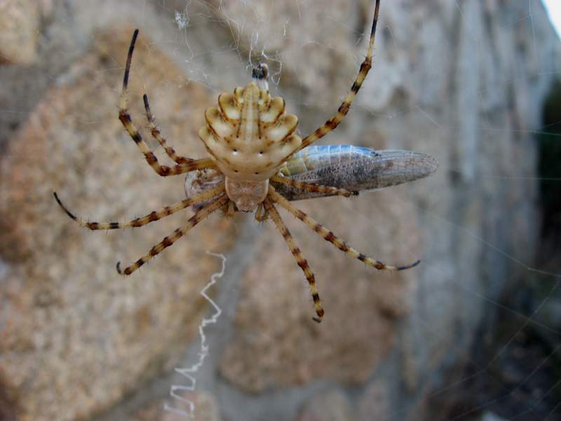 Pasto abbondante (Argiope lobata con cavalletta)